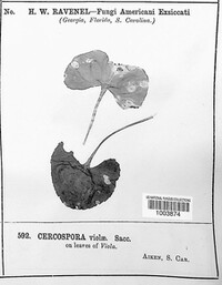 Cercospora violae image